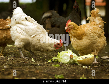 Galli e galline (Gallus gallus f. domestica), un bianco e un rosolare un pollo ruspante beccare a frutta fresca e insalata, Germania Foto Stock