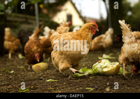 Galli e galline (Gallus gallus f. domestica), i polli ruspanti beccare a frutta fresca e insalata, Germania Foto Stock