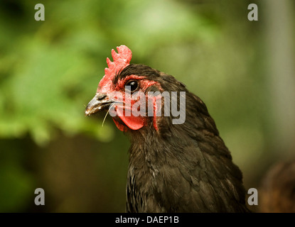 Galli e galline (Gallus gallus f. domestica), il ritratto di un nero-brown hen, Germania Foto Stock