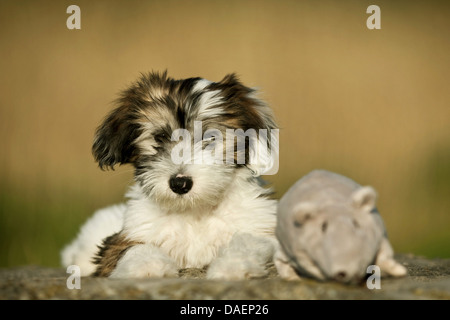 Tibetan Terrier (Canis lupus f. familiaris), brown spotted bianco cucciolo giacente su una pietra accanto a un cane giocattolo, Germania Foto Stock