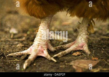 Galli e galline (Gallus gallus f. domestica), piedi di pollo, Germania Foto Stock