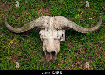 African buffalo (Syncerus caffer) il cranio di un bufalo giacente in un prato , il Ruanda, Provincia Orientale, Akagera National Park Foto Stock