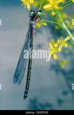 Comune damselfly blu, comune bluet damselfly (cyathigera, Enallagma cyathigerum), femmina appeso ad una pianta, Germania Foto Stock