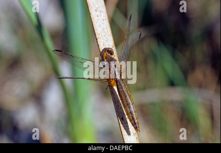 Ampia Scarlet, comune Scarlet-darter, Scarlet Darter, Scarlet Dragonfly (Crocothemis erythraea, Croccothemis erythraea), femmina seduto a un gambo, Germania Foto Stock