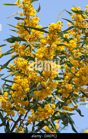 Coojong, Golden Wreath, graticcio graticcio arancione, blu-leafed bargiglio, Western Australian golden bargiglio, Port Jackson willow (Acacia saligna), fioritura Foto Stock