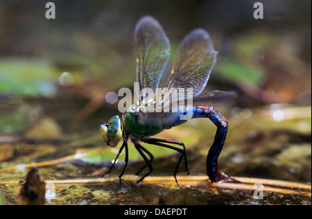L'imperatore libellula (Anax imperator), la deposizione delle uova, Germania Foto Stock