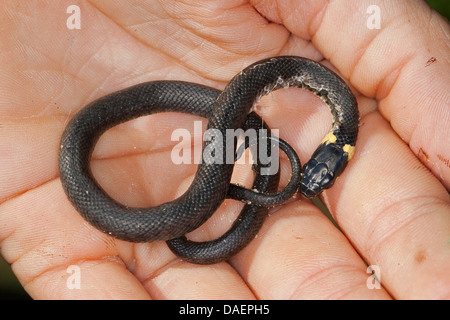 Biscia dal collare (Natrix natrix), snake su un bambino la mano, Germania Foto Stock