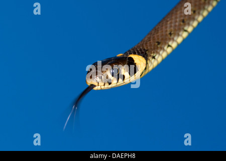 Biscia dal collare (Natrix natrix), sfogliare, Germania Foto Stock