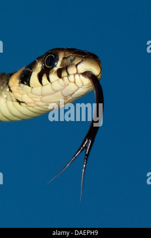 Biscia dal collare (Natrix natrix), sfogliare, Germania Foto Stock