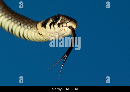 Biscia dal collare (Natrix natrix), sfogliare, Germania Foto Stock