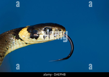 Biscia dal collare (Natrix natrix), sfogliare, Germania Foto Stock