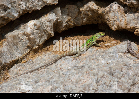 Italian lucertola muraiola, rovina la lucertola, Europea lucertola muraiola (Podarcis sicula, Lacerta sicula), seduta su una roccia, Italia, Sicilia Foto Stock