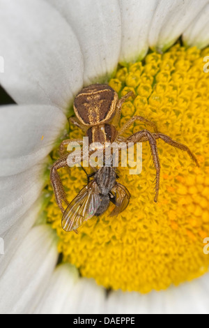 Il ragno granchio (Xysticus ulmi), femmina su un fiore con catturato preda, Germania Foto Stock
