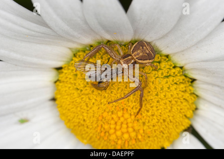 Il ragno granchio (Xysticus ulmi), femmina su un fiore con catturato preda, Germania Foto Stock