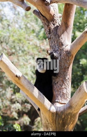 Colobus scimmie seduto in una struttura ad albero Foto Stock