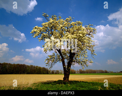 Selvatico europeo pera (Pyrus pyraster), fioritura, Germania Foto Stock