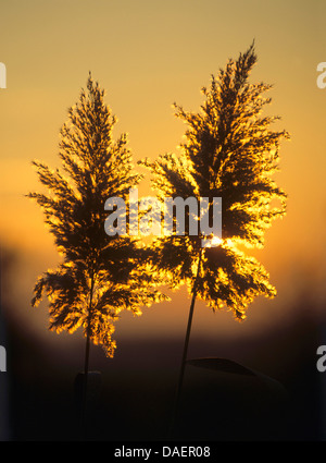 Erba reed, cannuccia di palude (Phragmites communis, Phragmites australis), infiorescenze in controluce, Germania Foto Stock