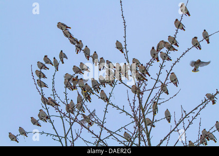 Bohemian waxwing (Bombycilla garrulus), gregge seduto su un albero ciliegio, Germania, Muenchen Foto Stock