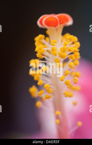 Macro shot di ibisco Foto Stock