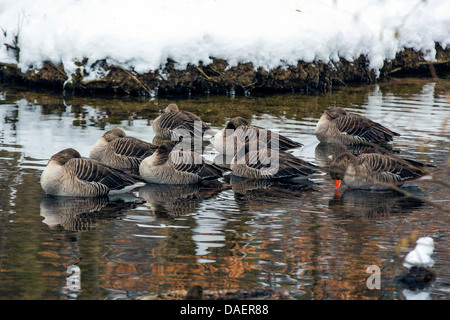 Graylag goose (Anser anser), gruppo di dormire su acqua, in Germania, in Baviera Foto Stock