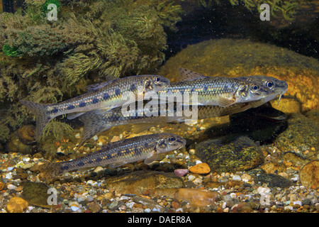 Spinotto (Gobio gobio), poco shoal presso la ghiaia a terra di una acqua, Germania Foto Stock