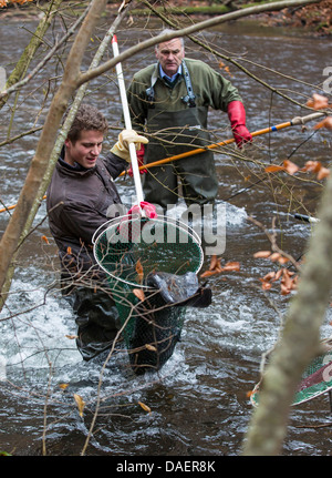 Pesce gatto europeo, wels, siluro, wels siluro (Silurus glanis), electrofishing in un fiume per il controllo della popolazione, Germania Foto Stock