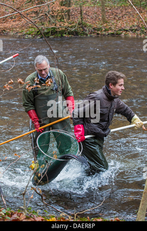 Pesce gatto europeo, wels, siluro, wels siluro (Silurus glanis), electrofishing in un fiume per il controllo della popolazione, Germania Foto Stock