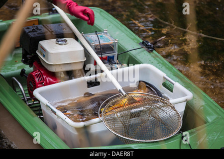 Carpe, carpa comune, europea carpa (Cyprinus carpio), electrofishing in un fiume per il controllo della popolazione, Germania Foto Stock