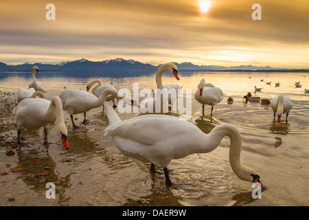 Cigno (Cygnus olor), diverse persone in acqua poco profonda nella parte anteriore delle Alpi con il Kampenwand, in Germania, in Baviera, il Lago Chiemsee Foto Stock