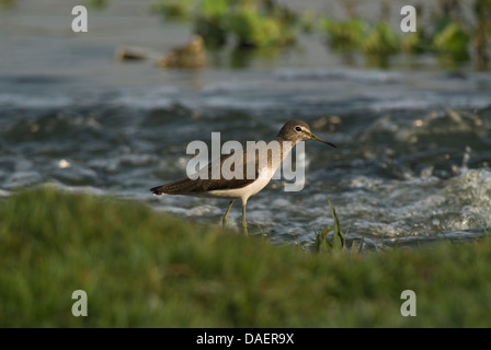 Spotted Sandpiper (Actitis macularius syn. Actitis macularia) sull'alveo del Kavdi vicino a Pune sul Solapur road . Foto Stock