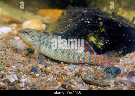 Rainbow Darter (Etheostoma caeruleum), 7 cm lungo maschio a ghiaia a terra di una acqua Foto Stock