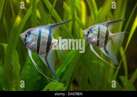 Freshwater angelfish, longfin pesci angelo, nero angelfish, scalare (Pterophyllum scalare), maschio e femmina di nuoto nella parte anteriore di piante in acqua Foto Stock