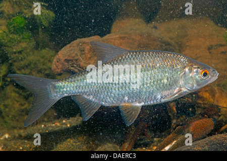 Roach, balcanica roach (Rutilus rutilus, Leuciscus rutilus), piscina, vista laterale, Germania Foto Stock