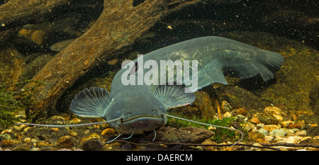 Pesce gatto europeo, wels, siluro, wels siluro (Silurus glanis), alla massa di ciottoli di fiume, Germania Foto Stock
