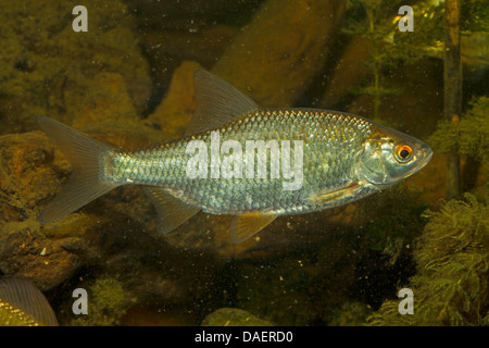 Roach, balcanica roach (Rutilus rutilus, Leuciscus rutilus), piscina a stony massa idrica, Germania Foto Stock