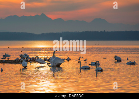 Cigno (Cygnus olor), diverse persone a riva del lago al tramonto, in Germania, in Baviera, il Lago Chiemsee Foto Stock