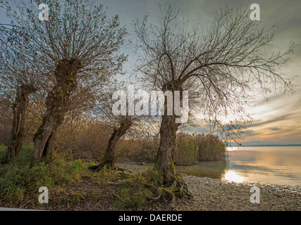 Il salice bianco (Salix alba), old pollarded salici alla riva del lago, in Germania, in Baviera, il Lago Chiemsee Foto Stock