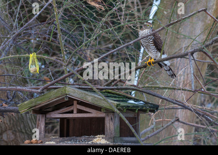 Northern Sparviero (Accipiter nisus), a birdhouse, in Germania, in Baviera Foto Stock