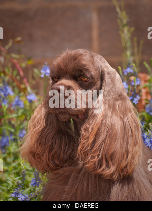 American cocker spaniel-colpo alla testa Foto Stock