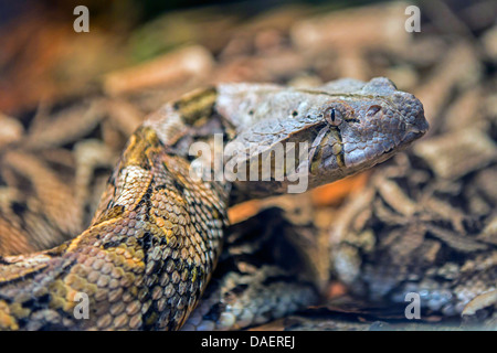 Puff sommatore (Bitis arietans Bitis, lachesis), ritratto Foto Stock