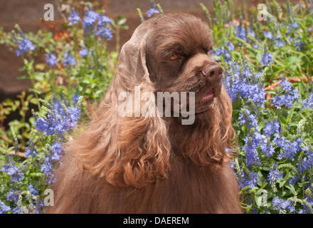 American cocker spaniel-colpo alla testa Foto Stock