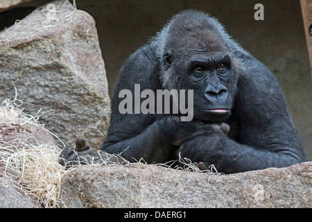 Pianura gorilla (Gorilla gorilla gorilla), mento sulle mani, guardando attentamente Foto Stock