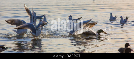 A testa nera (gabbiano Larus ridibundus, Chroicocephalus ridibundus), caccia germano reale con il pane nel suo disegno di legge, in Germania, in Baviera, il Lago Chiemsee Foto Stock