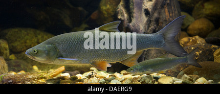 Asp (Aspius aspius), 55 cm e capretti 20 cm esemplare alla massa di ciottoli di acqua Foto Stock