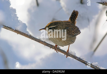 Winter wren (Troglodytes troglodytes), seduto su un ramoscello spinoso in inverno, in Germania, in Baviera, Isental Foto Stock