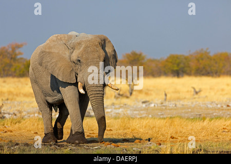 Elefante africano (Loxodonta africana), nella savana, Namibia, Oshikoto, il Parco Nazionale di Etosha, Riedfontein Fontana Foto Stock