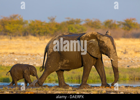 Elefante africano (Loxodonta africana), wet baby elephant in esecuzione dopo la sua madre, Namibia, Oshikoto, il Parco Nazionale di Etosha, Riedfontein Fontana Foto Stock