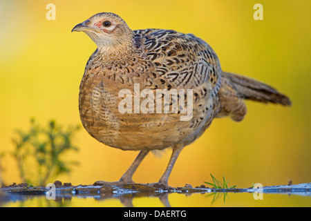 Il fagiano comune, Caucaso, Fagiano Fagiano caucasico (Phasianus colchicus), seduto su un litorale, in Germania, in Renania Palatinato Foto Stock