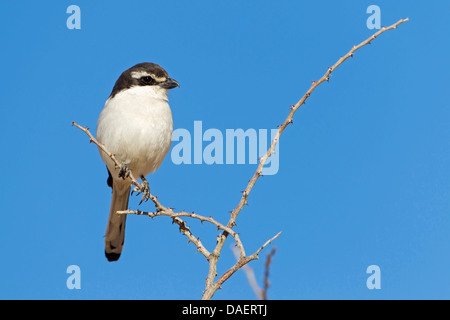 Fiscale (shrike Lanius collaris), seduto su un ramoscello, Sud Africa, Kgalagadi transfrontaliera Parco Nazionale, Capo Settentrionale Foto Stock