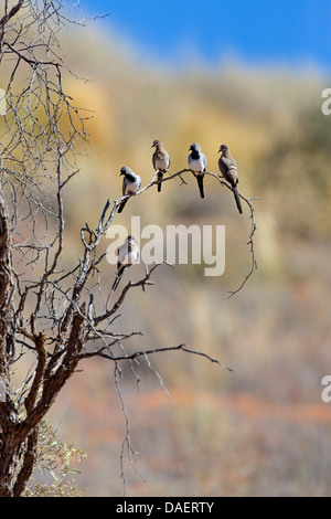 Namaqua colomba (Oena capensis), gruppo su un ramo, Sud Africa, Kgalagadi transfrontaliera Parco Nazionale, Capo Settentrionale Foto Stock